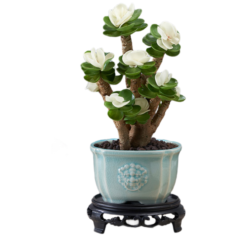 ���ڲ�����������׮ֲ�����Ի���������ֲ �����Ǯľ-��ʨ��+����Դͷֱ�� 30Ԫ