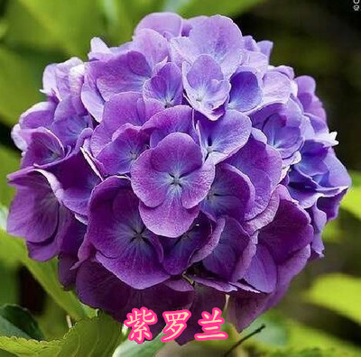 盆栽绿植幸运花八仙绣球花苗八仙花无尽夏木本绣球爬藤四季开 紫罗兰