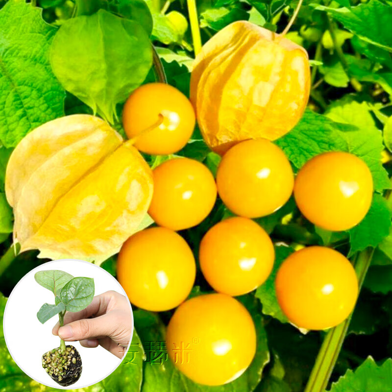 安瑟米姑娘果苗树苗水果菇娘幼苗大果种子 水果菇娘苗 5棵