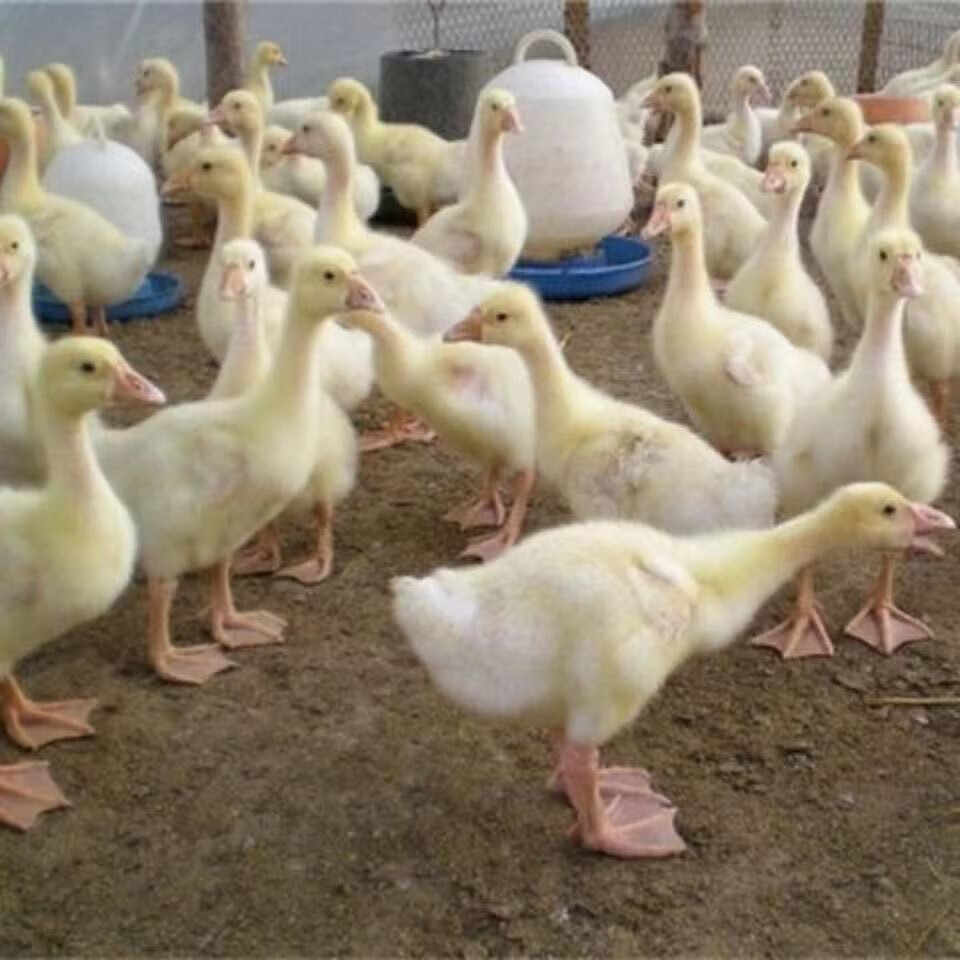 一斤活体三花鹅小鹅活大种白鹅脱温四季高产蛋百子鹅包活 一斤重发货4