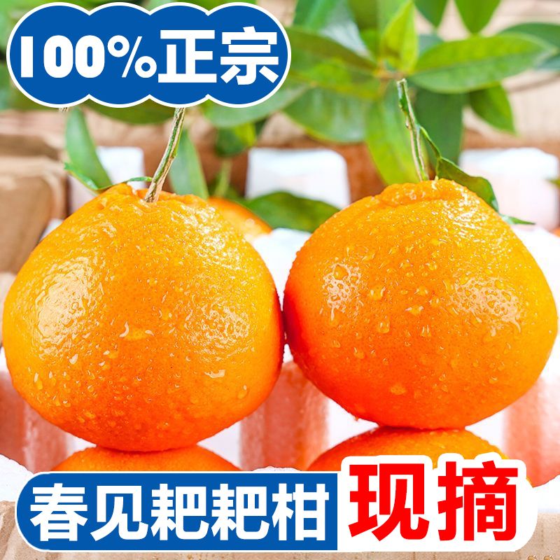 粑粑柑春见耙耙柑30斤一整箱正宗四川眉山春见耙耙柑新鲜水果孕妇 4.5斤礼盒装 [商超精品85mm左右]精选特大果