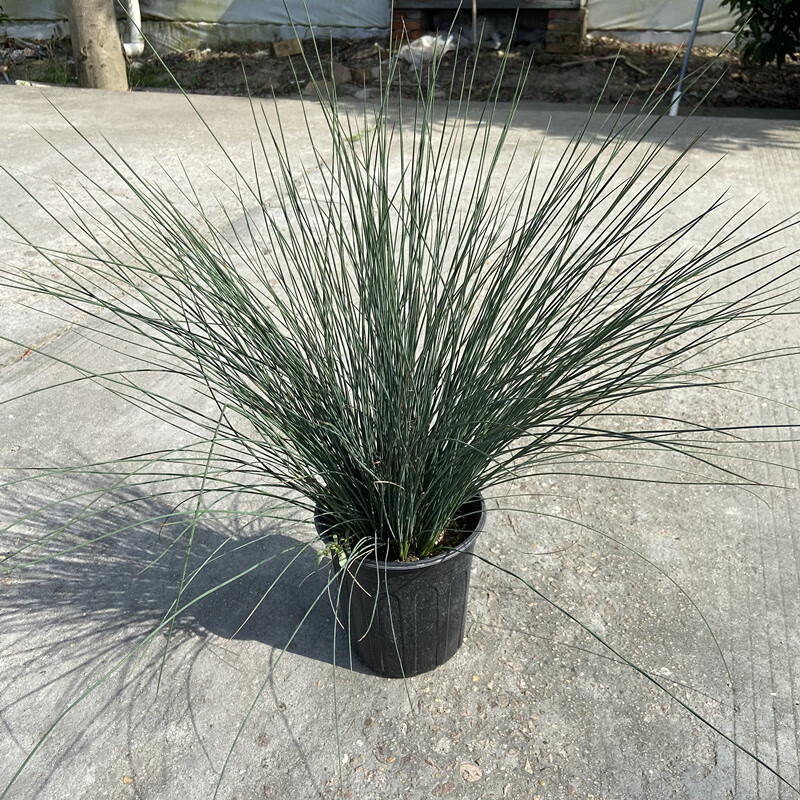 爱帛哆(aiboduo)灯芯草盆栽地栽多年生花镜植物半水生