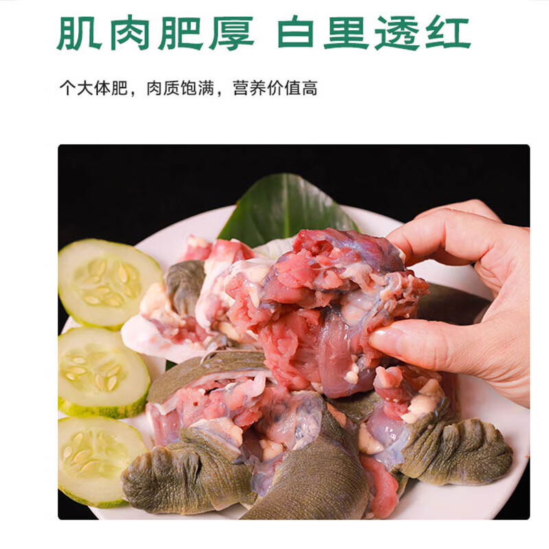 小团鱼【鲜活现杀】大甲鱼肉王八中华鳖水团鱼宰杀海鲜水产年货送礼盒装 【鲜活现杀】宰杀蜕皮净含量 800g甲鱼肉【送120g调味料】