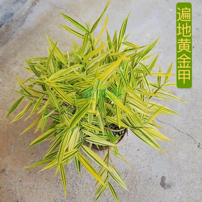 黄金姬翠竹子盆栽花卉盆栽客厅盆栽办公室绿植文昌竹子 黄金姬竹1盆