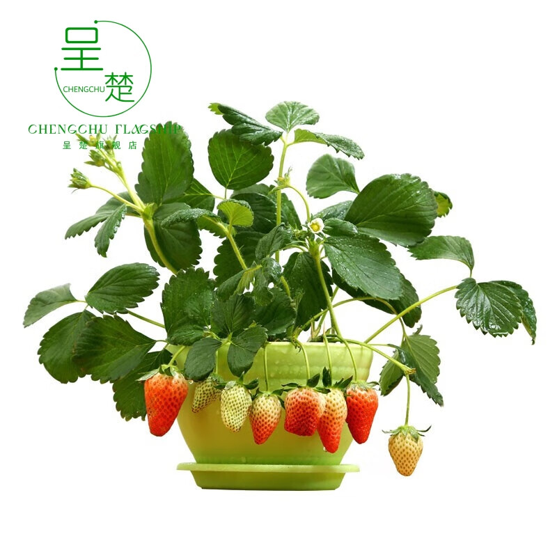 呈楚四季果树苗 阳台盆栽草莓苗 红颜草莓 奶油草莓 攀援草莓 当 四季