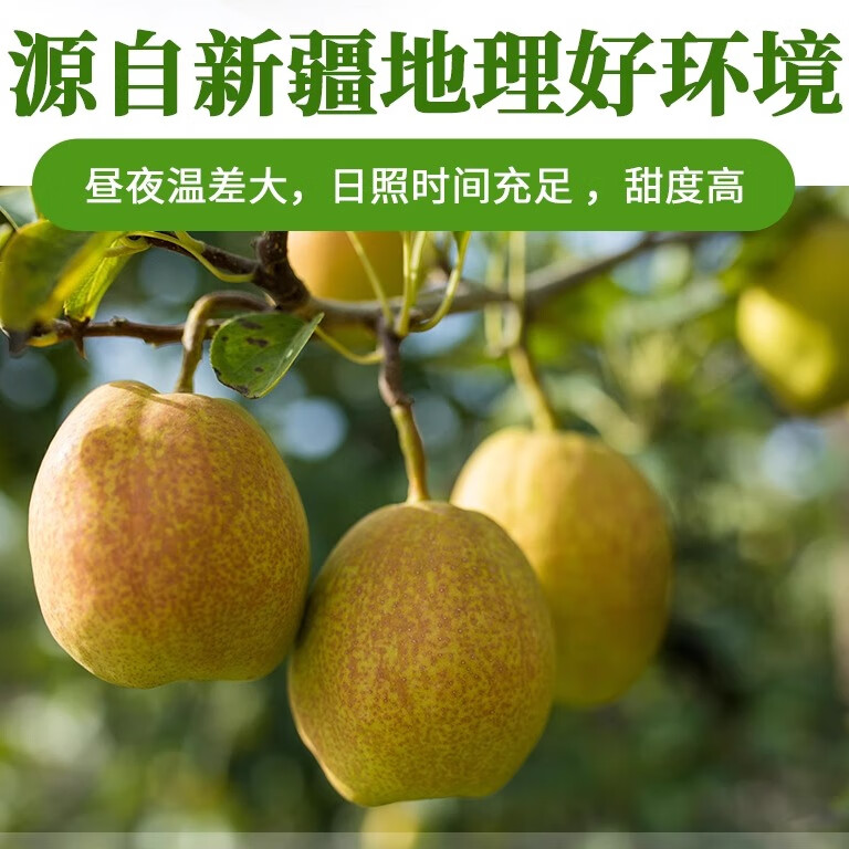 绿熊庄园正宗新疆库尔勒香梨酥脆甜多汁冰糖雪梨丑梨子果蔬生鲜水果礼盒装 2.5kg装 单果120g-180g净重4.5斤