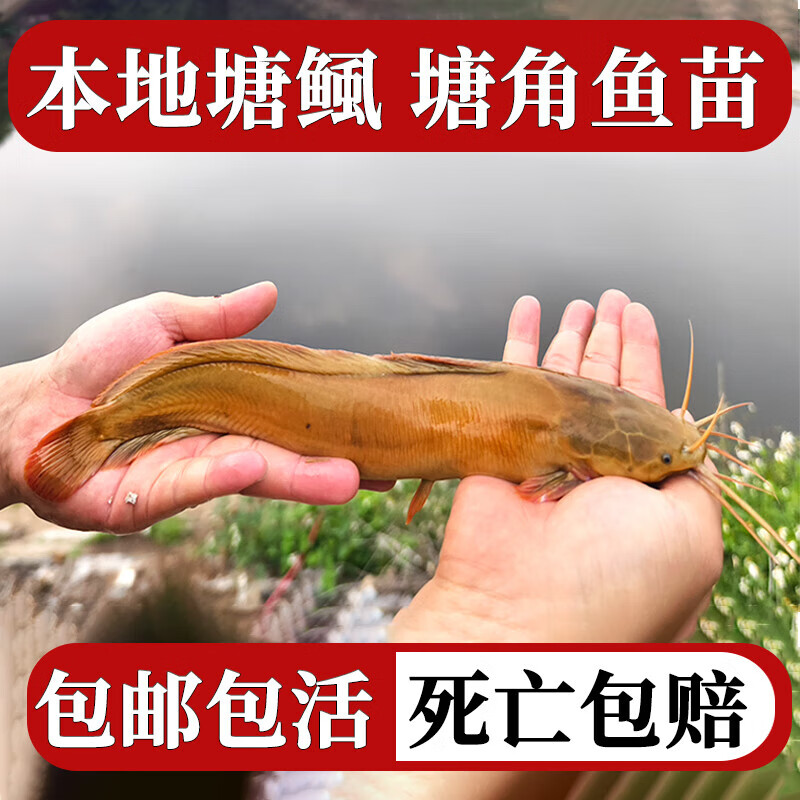 百鸡之家塘角鱼本地塘鲺三黄塘鲺淡水正宗皇妃一号八胡子鲶鱼饲料 本