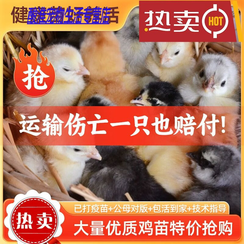 种蛋小鸡小鸡仔活物三黄鸡脱温鸡苗 三黄鸡苗【30只装】请备注公母