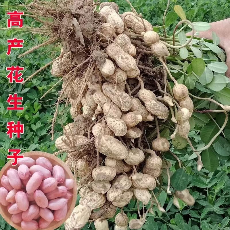 汇种草农早熟薄皮花生种子原种抗旱耐涝花育25带壳种子抗病全国可种
