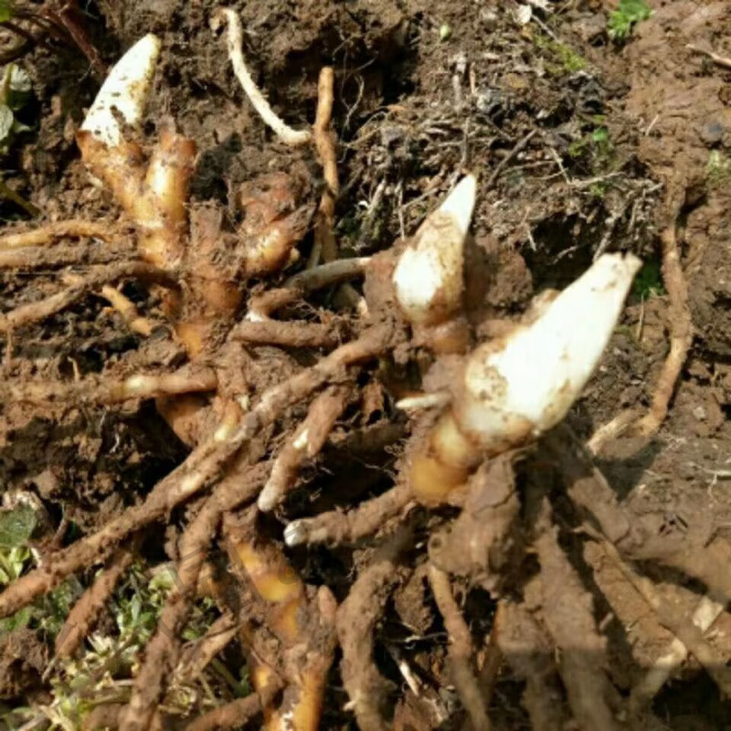 阳菏姜种苗新鲜阳荷茗荷 洋荷姜种子阳藿山姜莲花姜 洋河姜种根 1斤根