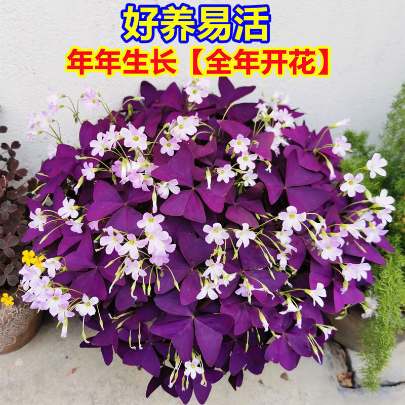 锁季紫叶酢浆草种球紫色三叶草盆栽花种子幸运草四季室内外花卉好养活