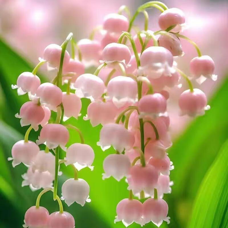 淡粉色开花满屋浓香 铃兰2芽带根开花少量