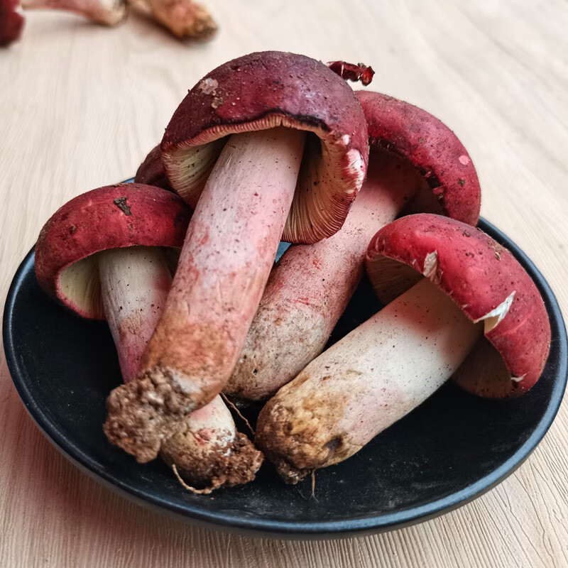 精品骨朵新鲜红菇正宗大红菌云南普洱特产蘑菇红椎菌味道鲜美 红色