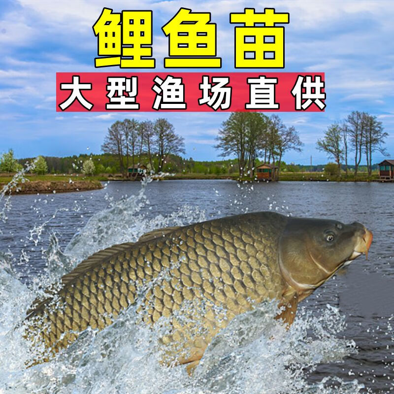 鲤鱼鱼苗淡水鱼塘养殖食用稻花鱼稻田鲤建鲤花背小鱼苗红尾鲤 4-6厘米