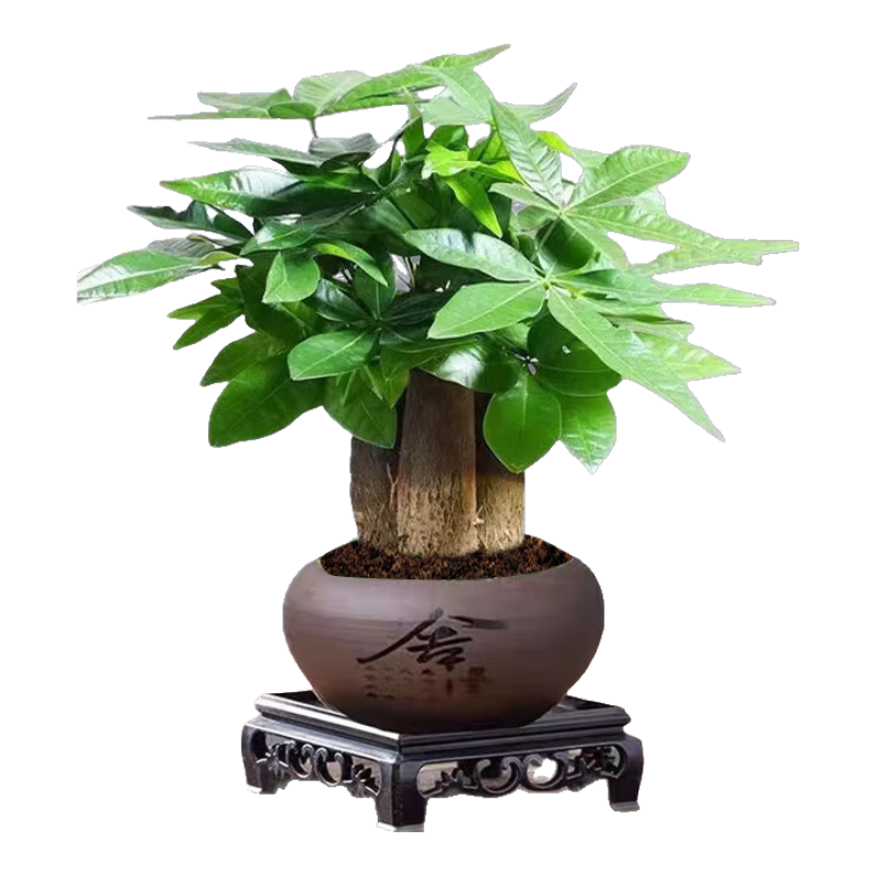 ���ڲ����������� ��������������������ֲС�辰�������˷�����+�����Դͷֱ�� 17.8Ԫ