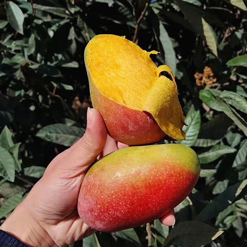鲸咚亿农海南三亚贵妃芒薄核纸核芒果红金龙树上熟当季甜心芒孕妇新鲜水果 5斤特选大果