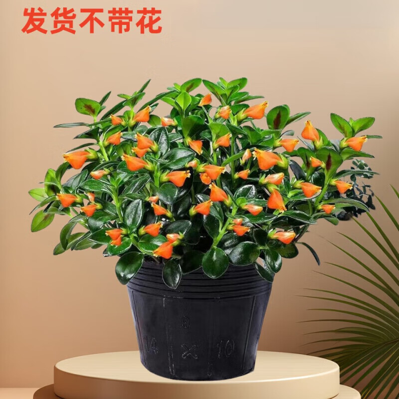 锁季金鱼花吊兰盆栽四季开花绿植室内阳台耐寒热植物超好养花卉 年年