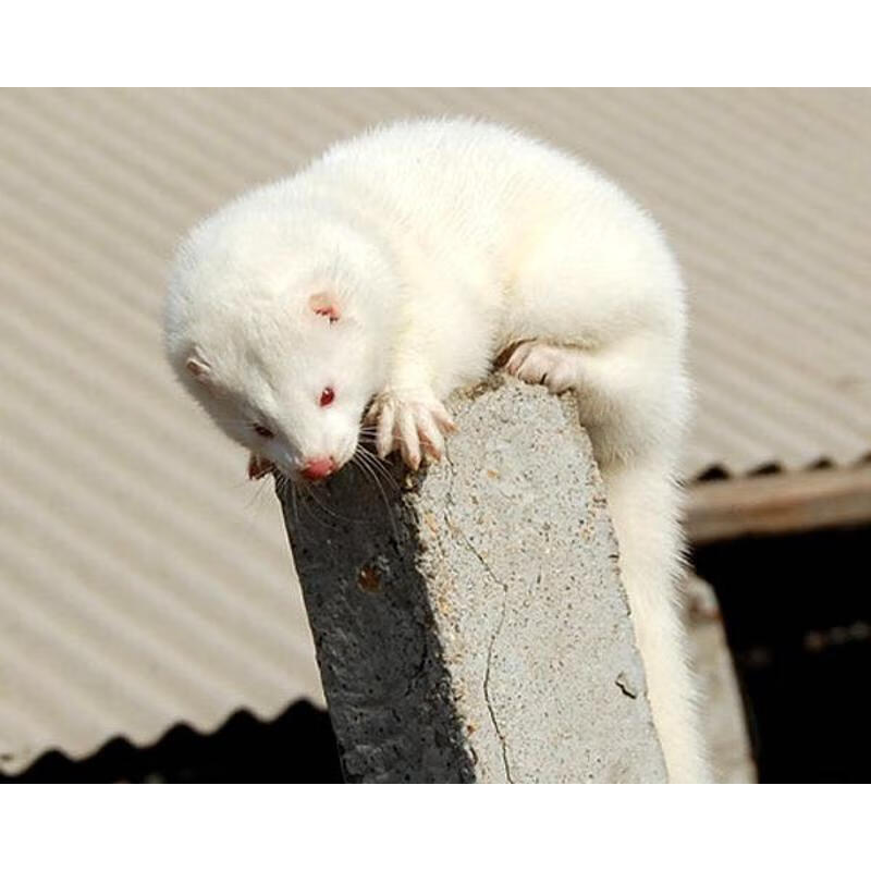 宠物貂幼貂宠物狐狸国产花貂雪貂水貂白貂黑貂定金