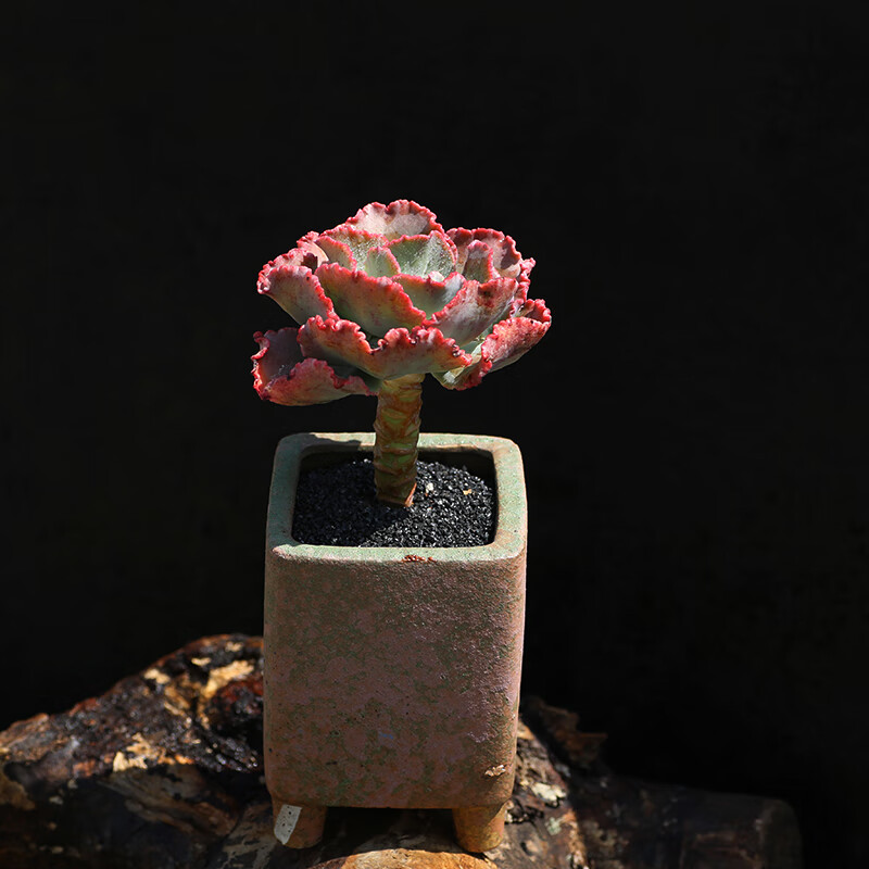 拾爱女王花笠包菜系多肉植物婚纱高砂之翁基地露养植物云南发满 女王