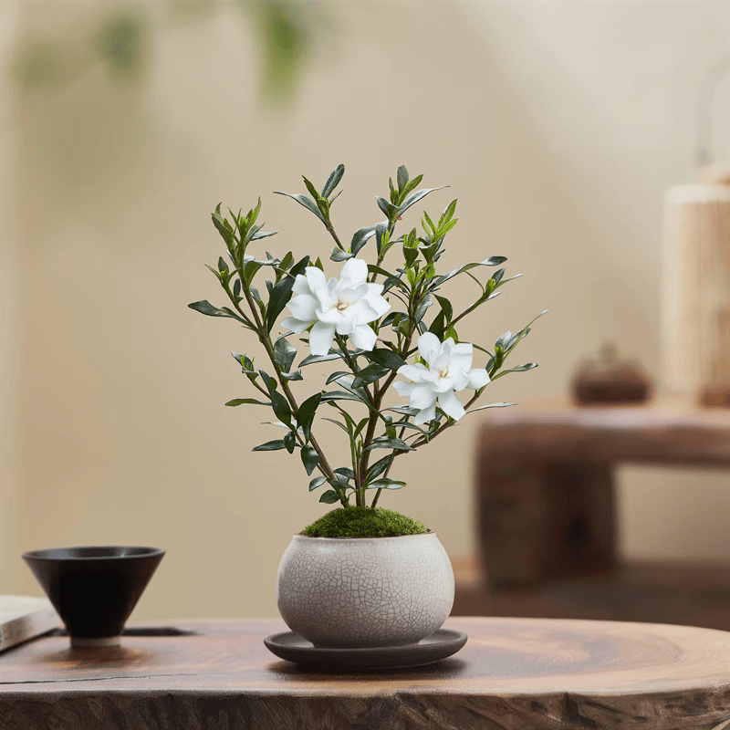 八芽小叶栀子花盆栽开花植物室内桌面茶几好养花卉绿植办公室净化空气 栀子花+白裂纹金边陶瓷盆+紫砂托盘+苔藓铺好发货 带盆栽好