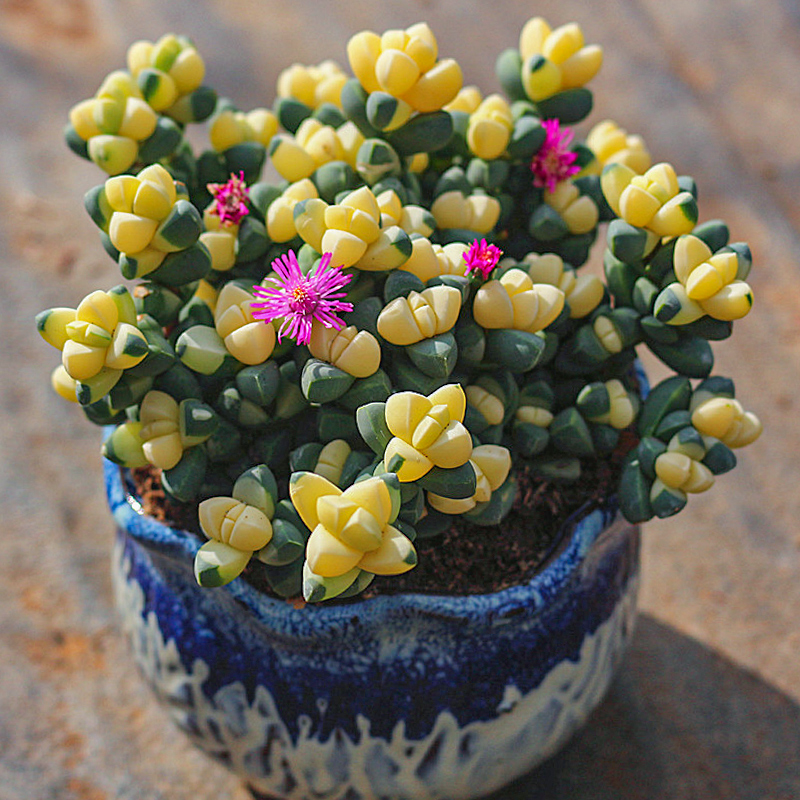 钱串锦多肉植物开花花卉绿植大颗好养精品钱串子肉肉小盆栽麦桑荷