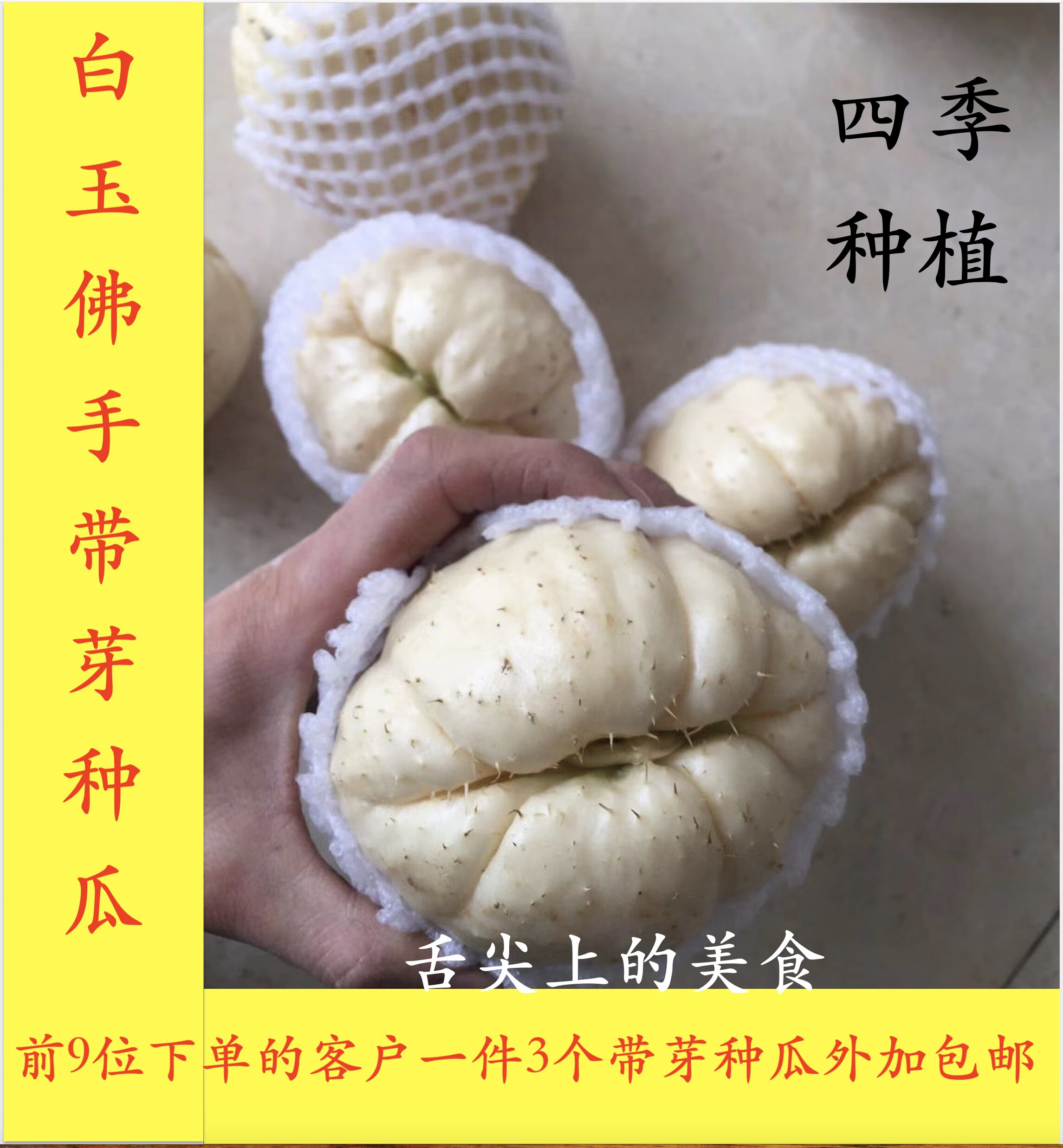 农家新品种四季种植白佛手瓜长寿瓜尖瓜肉瓜刺瓜北瓜带芽种瓜包邮 1g