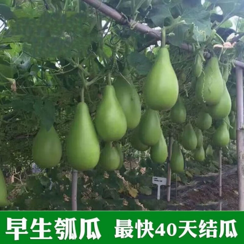 圆瓠瓜种子早生春秋蒲瓜瓠子瓜种籽菜葫芦瓜耐热农家爬藤蔬菜种孑 菜