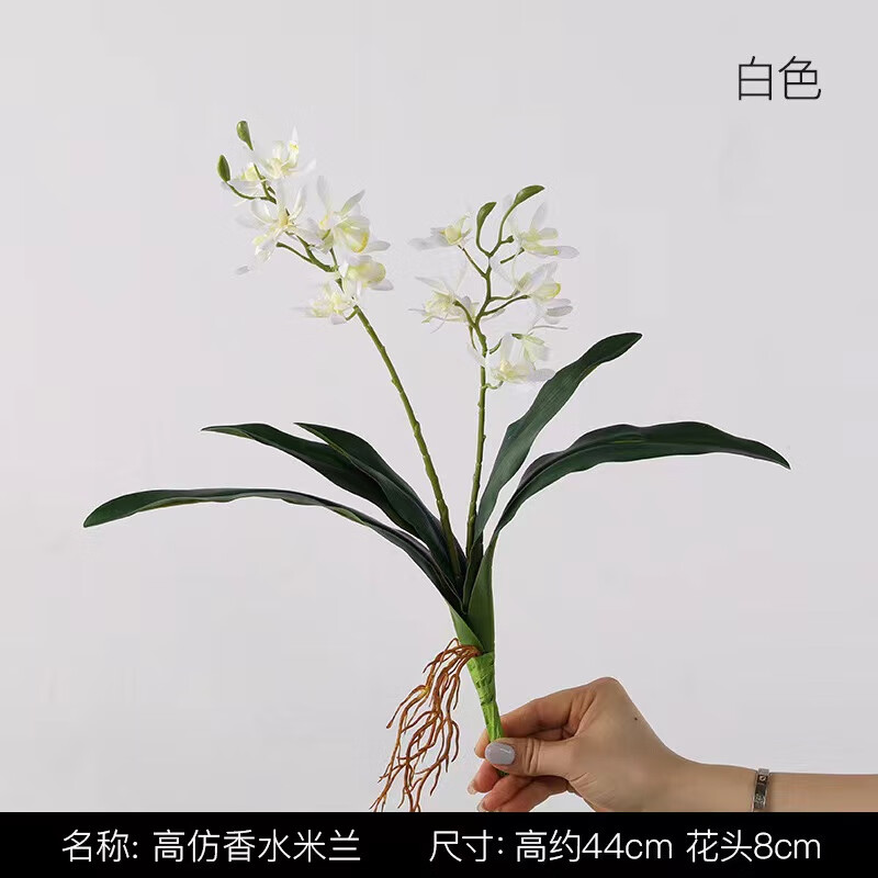 香水米兰花株 白色