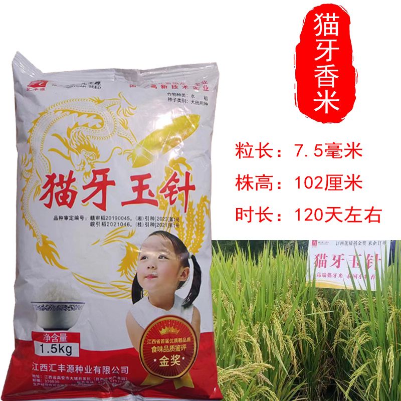 猫牙玉针香米稻谷种子 香丝苗水稻 常规矮杆长粒香稻种 原种浓香 3斤