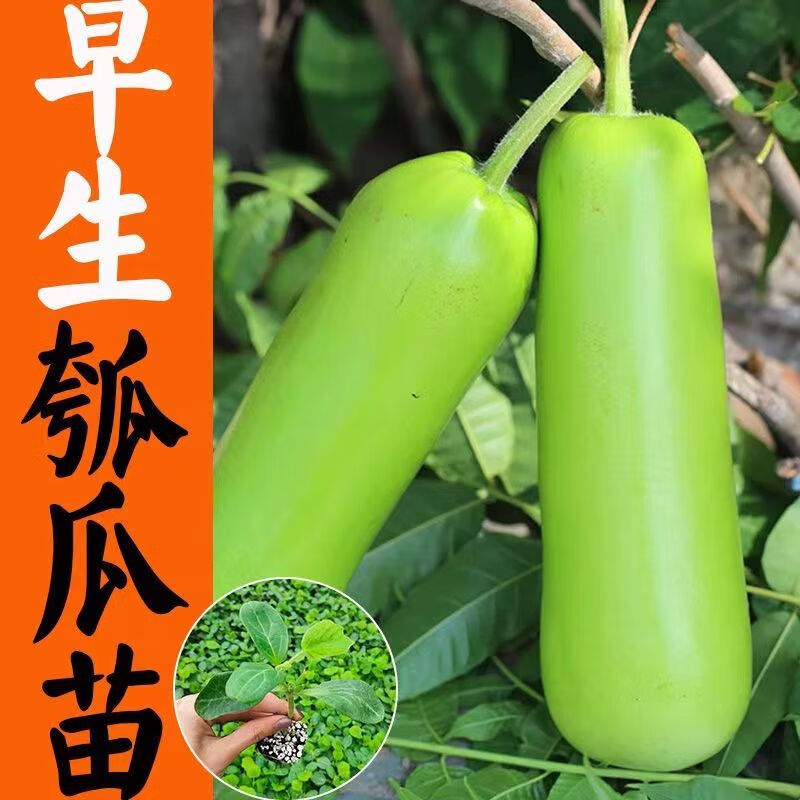 卉双菜瓠瓜秧苗可食用胡芦瓜苗胡子青瓜长瓠子短瓠圆蒲瓜苗户子苗种籽