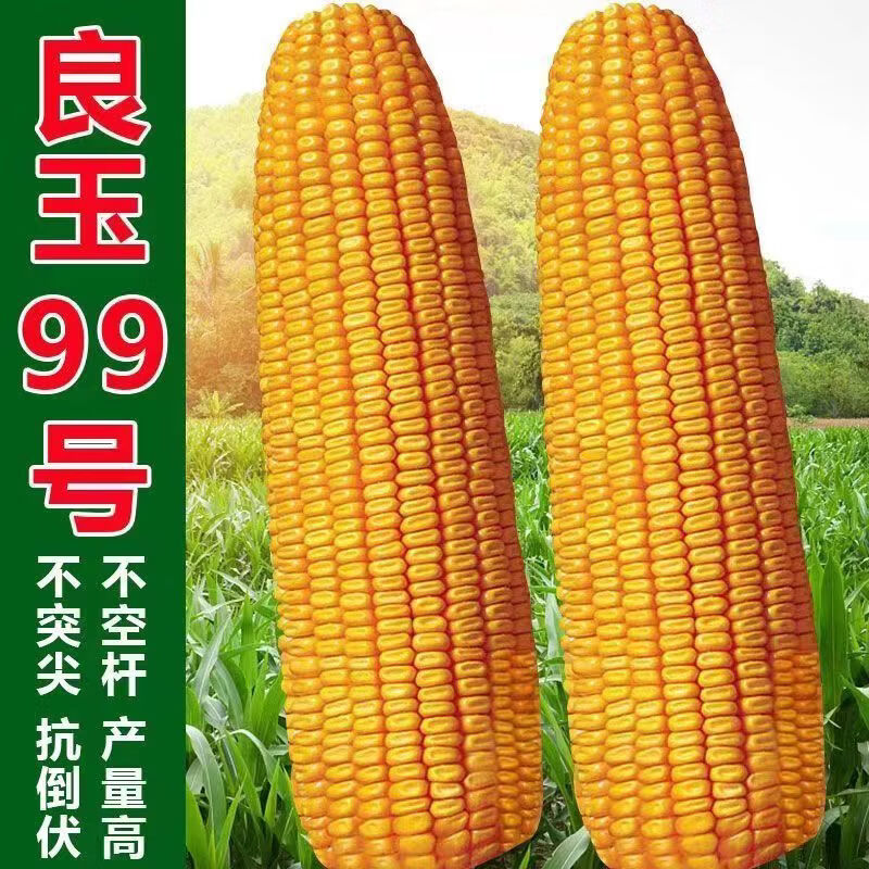 登海良玉99国审高产玉米种抗锈抗倒红轴大棒苞谷种子玉米种子 良