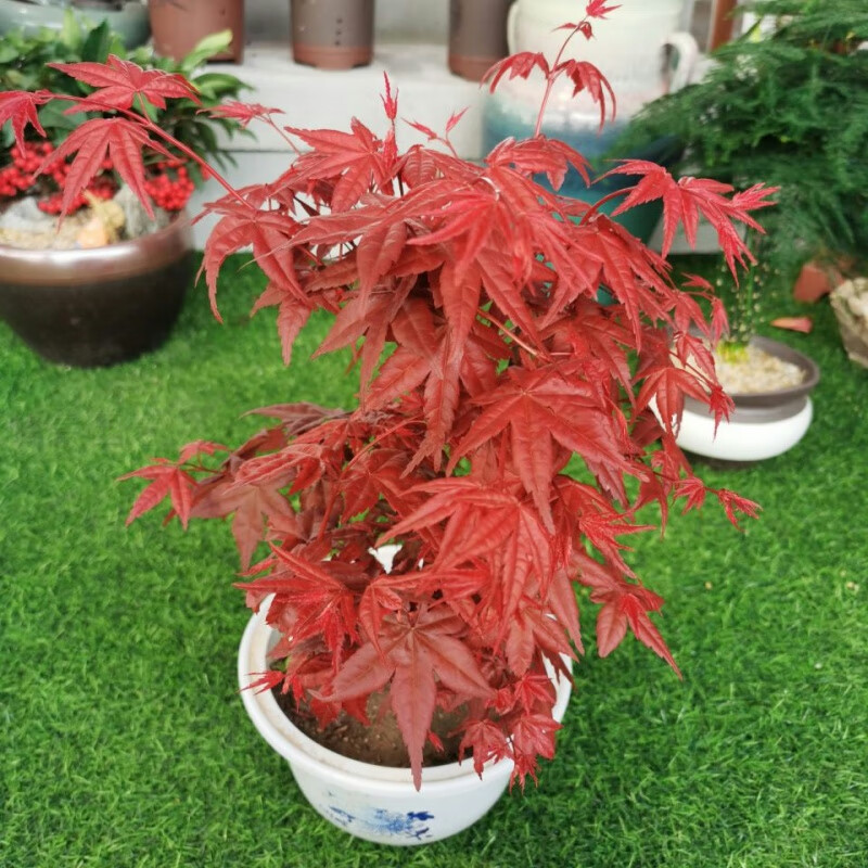 爱帛哆(aiboduo)新品日本红枫景观彩叶色植物四季好养活室内桌面盆栽