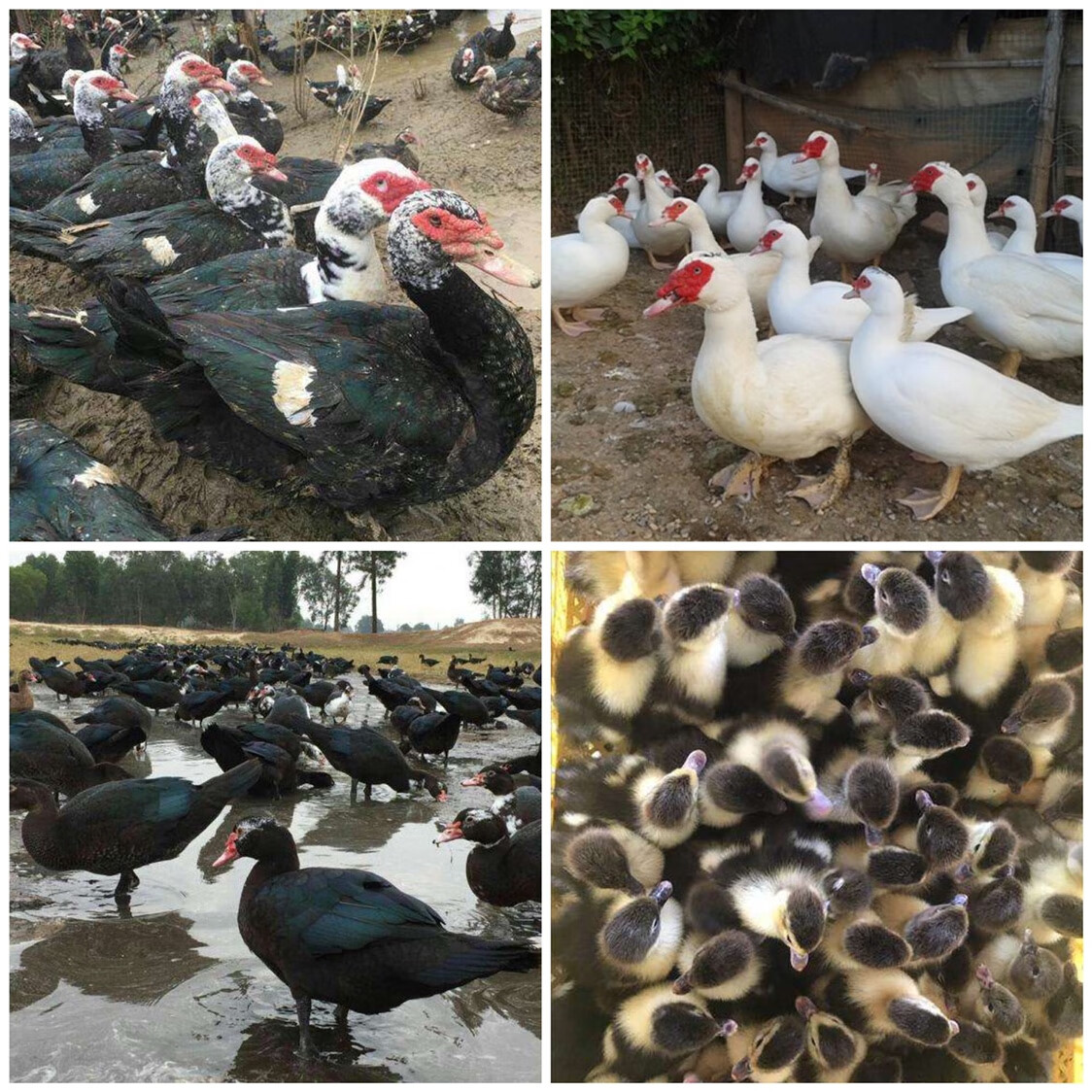 番鸭苗 大种黑白番鸭 火鸭苗 旱鸭西洋鸭 红脸鸭幼苗 小鸭子活体