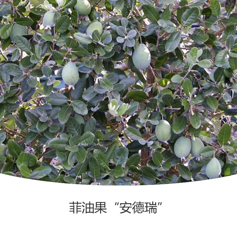 【大果品种】菲油果"安德瑞"1 40cm(含)-50cm(不含)