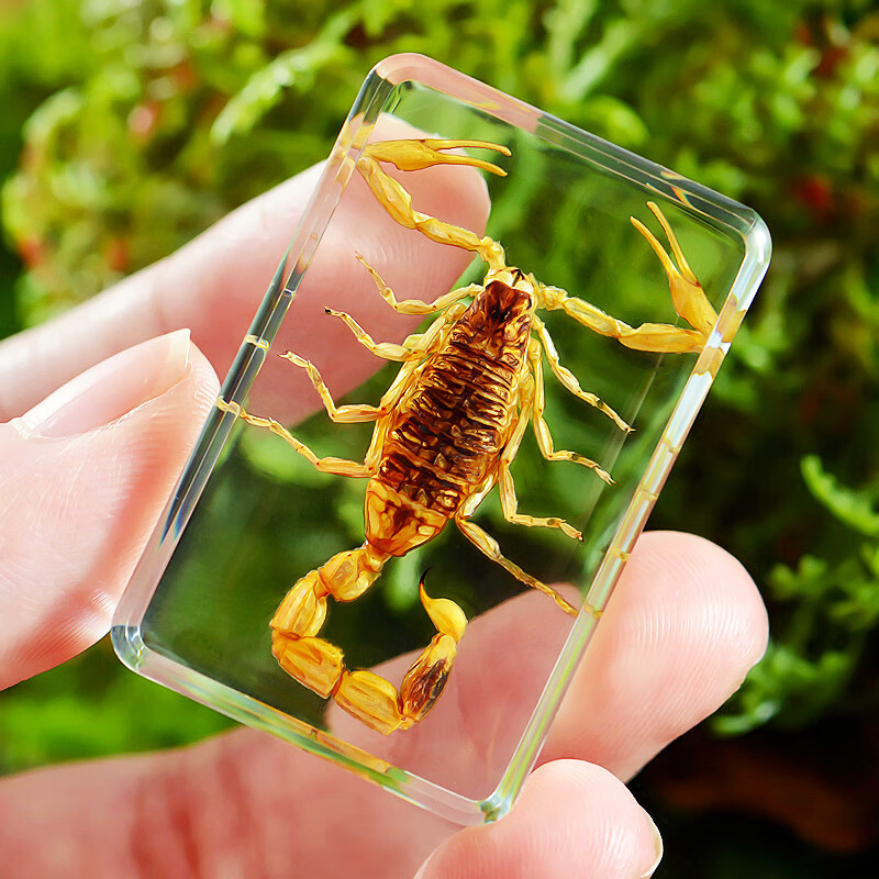 创京懿选真实昆虫蝎子标本透明树脂创意小摆件蜘蛛甲虫幼儿园教学观察