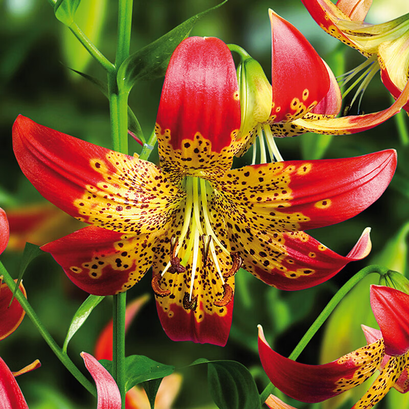 百合种球 核聚变 fusion 进口老虎百合花种子无香多花 核聚变 fusion