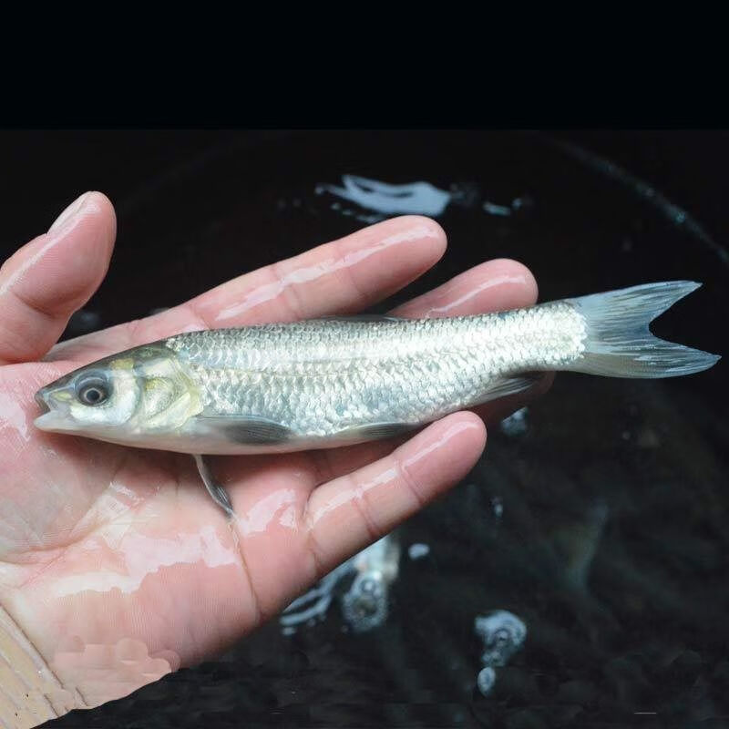 批发正宗品种优质螺蛳青鱼苗黑皖鱼淡水乌青养殖食用活体鱼种包活到家