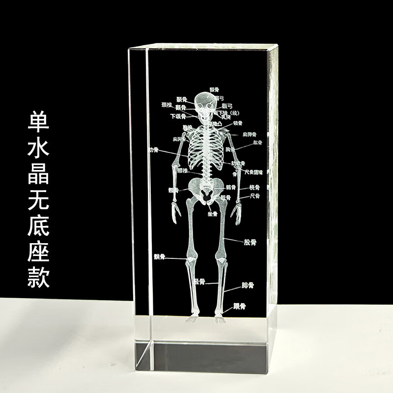 澳颜莱人体骨骼解剖教学模型 水晶3d内雕人体骨骼大脑模型解剖教学