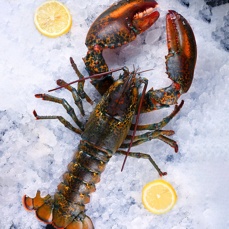 老蟹将 波士顿龙虾鲜冻进口加拿大波龙非鲜活 鲜冻波龙 鲜冻波龙(1.4-1.7斤/只)