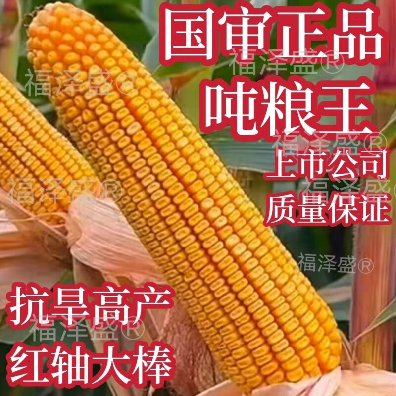 国审高产玉米种子大全耐高温原装新品种惠民157抗旱棒种红轴 二亩地款