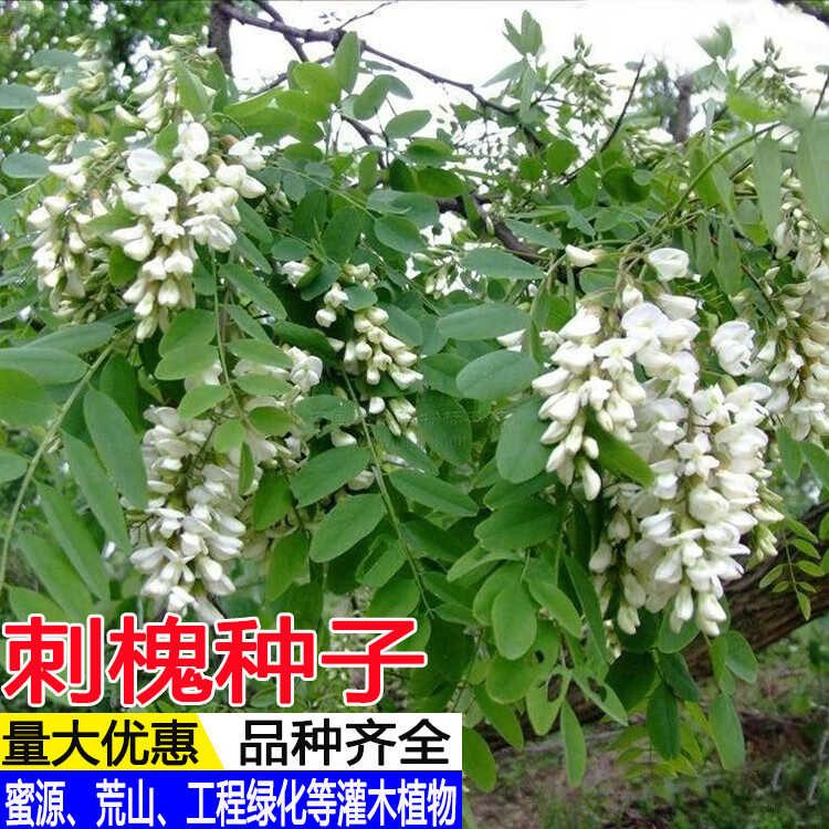 刺槐树花槐紫穗槐洋槐护坡固土植物草籽黄花槐树种籽 刺槐种子200粒