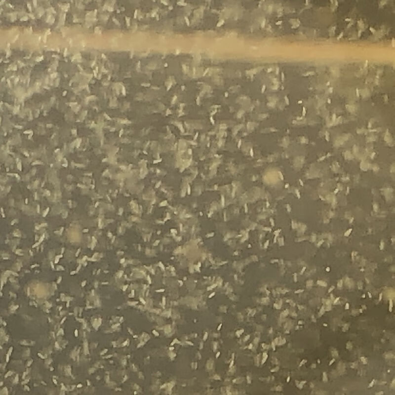 麦基乐鱼苗开口饲料草履虫洄水斗鱼繁殖 草履虫800毫升送稻草酵母粉和