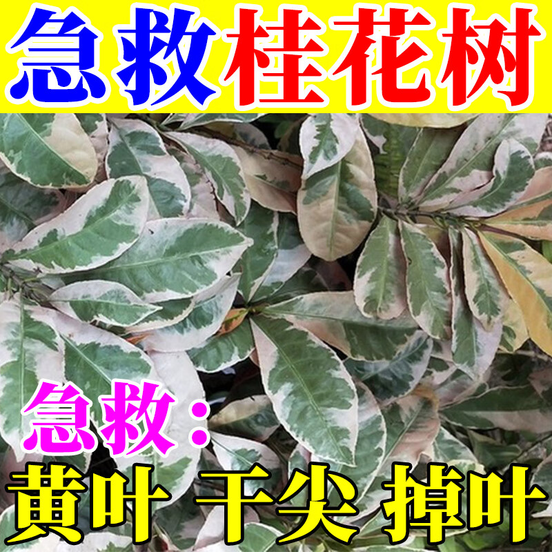 桂花树专用营养液肥料生根液枯叶焦尖黄叶专用有机肥盆栽叶面肥 桂花树肥料专用肥 1瓶 京东折扣/优惠券