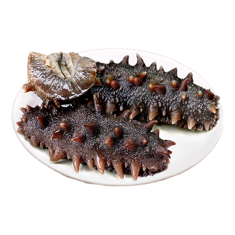 鲜驰 山东即食海参 辽刺参 海鲜净重500g11-16只 源头直发