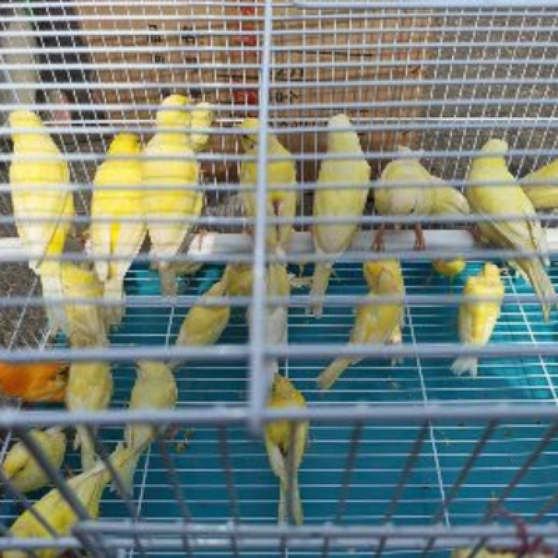 玉鸟活体金丝雀芙蓉鸟七彩文鸟虎皮鹦鹉叫辣椒绿桂皮鸟丝雀金丝雀 黄