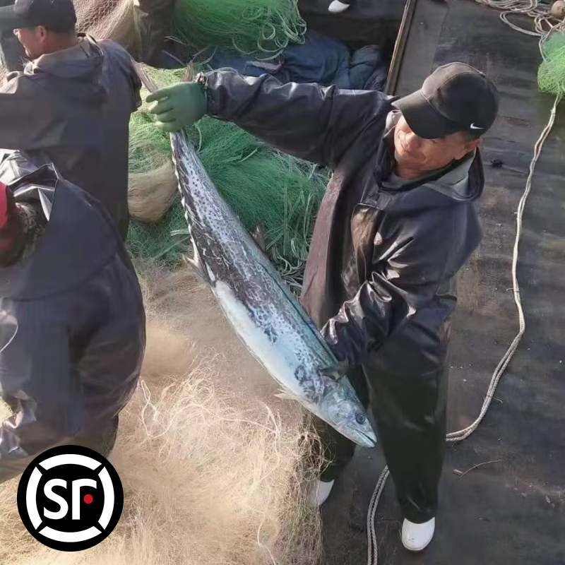 青岛原产地大鲅鱼蓝点马鲛鱼冷冻肉厚鲜嫩顺丰冷链包邮 整条9-9.5斤