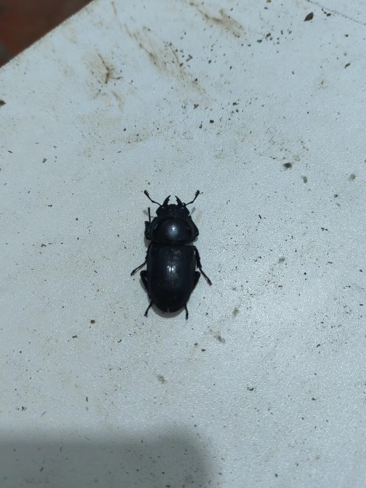 颂呵梵中国大锹甲甲虫昆虫宠物中华大锹扁锹甲成虫活体独角仙包活中大