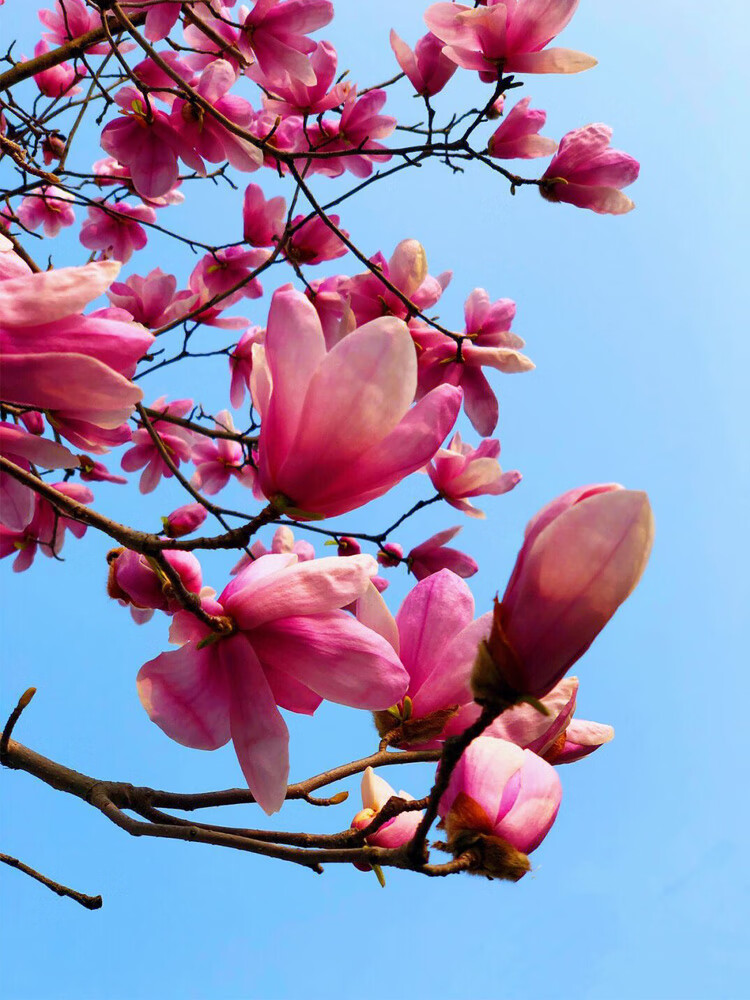 白玉兰花阳台庭院别墅景观树浓香四季花卉绿植物 【紫玉兰】3公分粗1