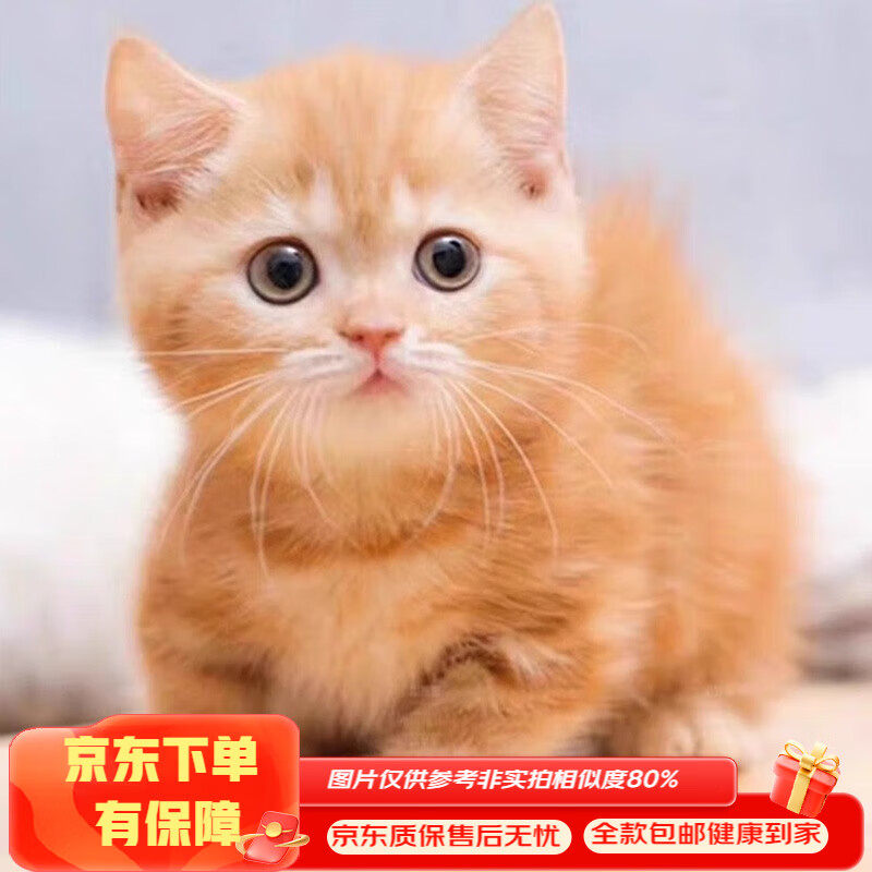 中华田园猫狸花猫橘猫白猫英短蓝猫银渐层金渐层混血猫咪活体幼猫