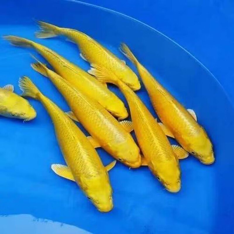 [精选好物]锦鲤活鱼黄金黑金白金火鲤好养耐活淡水鱼冷水鱼大小型